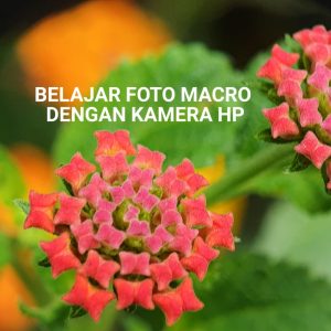 Belajar Teknik Foto Macro Dengan Kamera HP