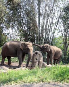gajah taman safari