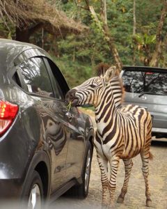zebra taman safari